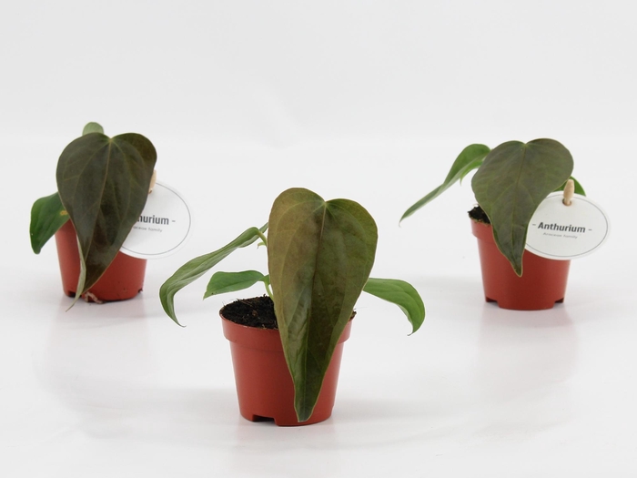 <h4>Anthurium Queen of Heart</h4>