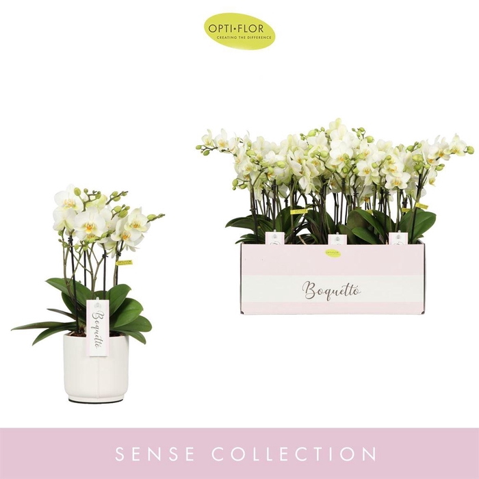 <h4>Phal Boquetto Beauty 3-5 Tak Keramiek Lazio White</h4>