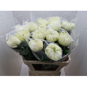 CHR G VIENNA WHITE