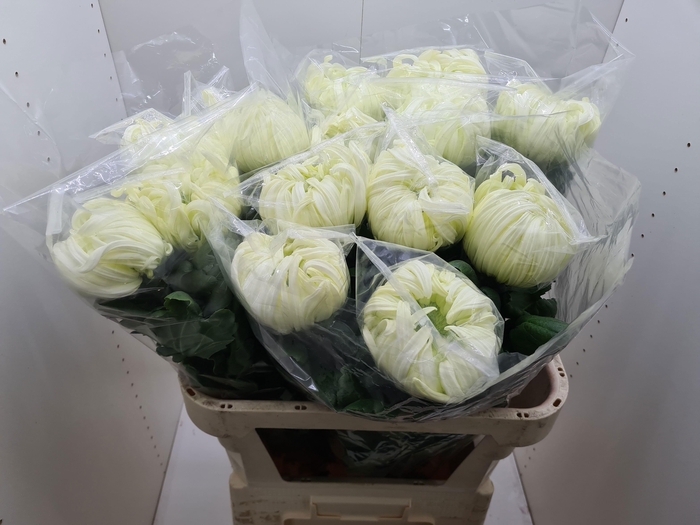 <h4>CHR G VIENNA WHITE</h4>
