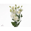 Lisianthus Alissa White