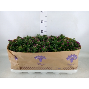 Aster n-b 'Showmakers Pretty Pink'