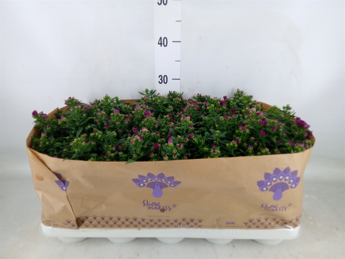 <h4>Aster n-b 'Showmakers Pretty Pink'</h4>