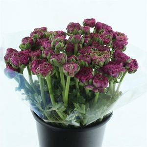 Ran Ponpon Malva Lila Extra