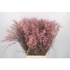 GINSTER PINK PER BUNCH