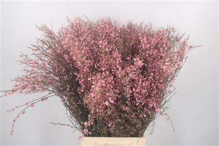 <h4>Ginster Pink Per Bunch</h4>