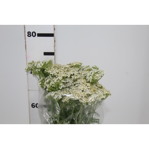 ACHILLEA MILLEFOLIUM BRANCA 060 CM