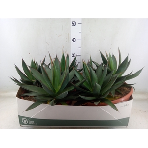 Agave  'Shaka Zulu'