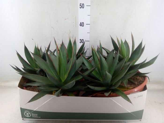 <h4>Agave  'Shaka Zulu'</h4>