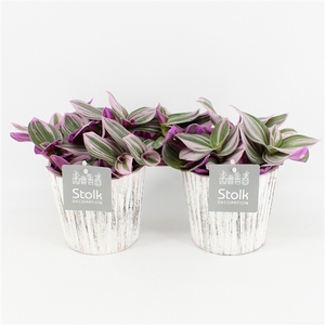 Tradescantia Nanouk In Wood wit
