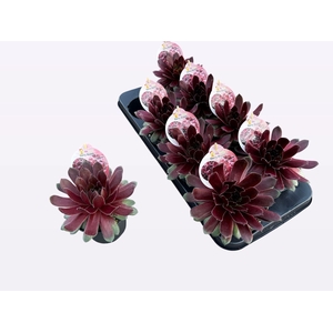 Sempervivum  'ChickCh'   ...mix