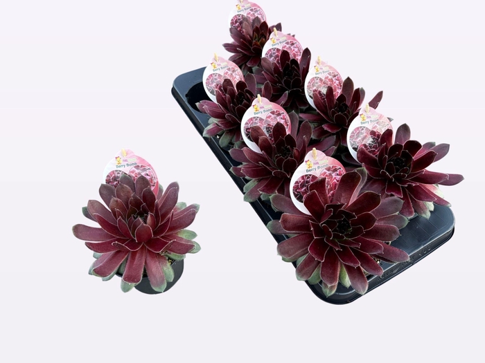 <h4>Sempervivum  'ChickCh'   ...mix</h4>