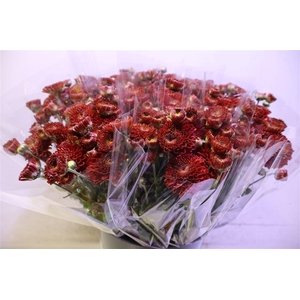 Chr T Wendy Rood X5