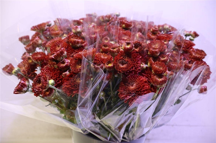 <h4>Chr T Wendy Rood X5</h4>