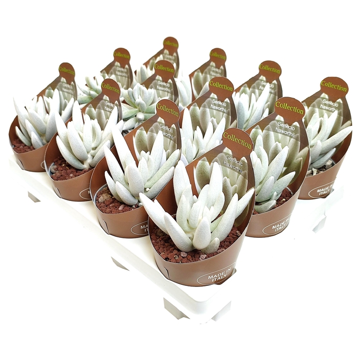 <h4>Senecio Haworthii Potcover</h4>