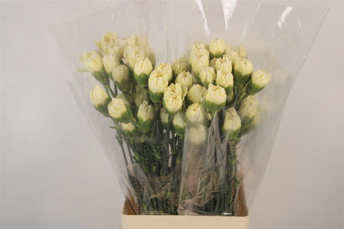 <h4>Di St Polimia</h4>