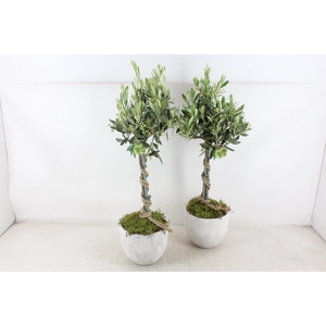 arr3 SN - Ker. stone look olijf L x3