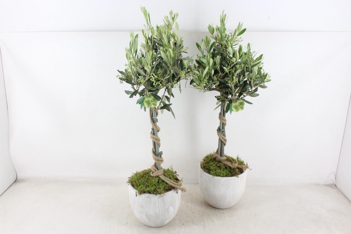 <h4>arr3 SN - Ker. stone look olijf L x3</h4>