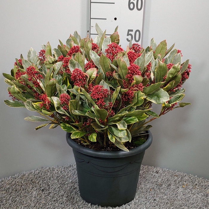 <h4>Skimmia japonica 'Perosa'</h4>
