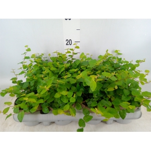 Ficus pumila 'Sunny Green'