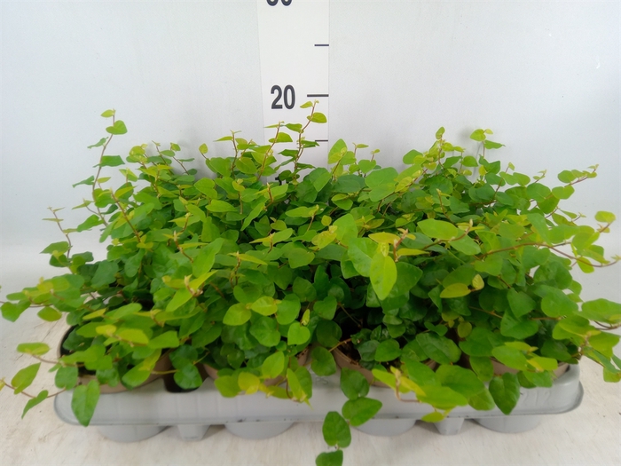 <h4>Ficus pumila 'Sunny Green'</h4>