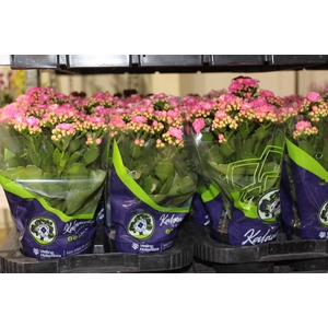 KALANCHOE DOBRADO P11 ROSA