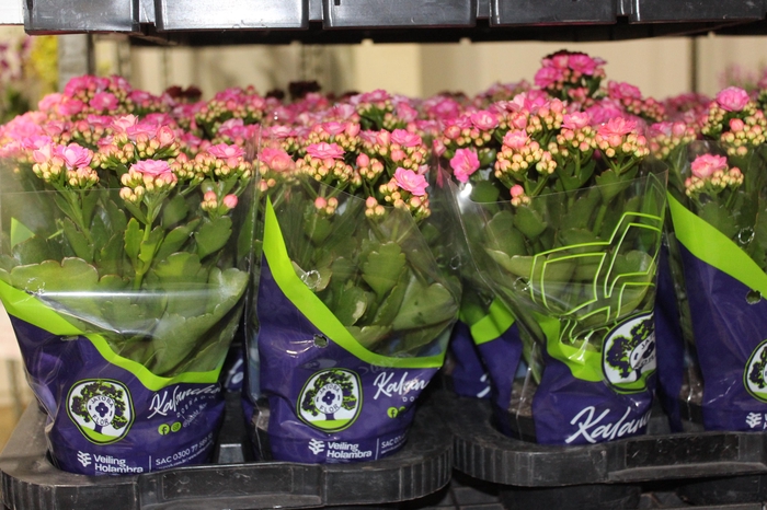 <h4>KALANCHOE DOBRADO P11 ROSA</h4>