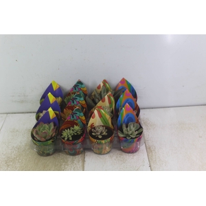SUCULENTAS P09