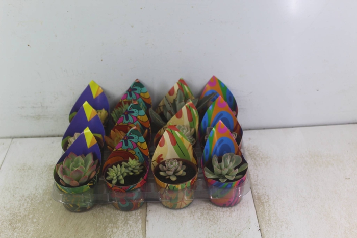 SUCULENTAS P09