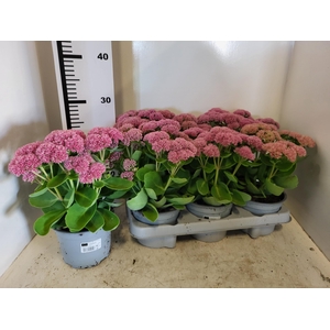 SEDUM S PINK PASSION