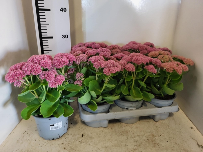 <h4>SEDUM S PINK PASSION</h4>