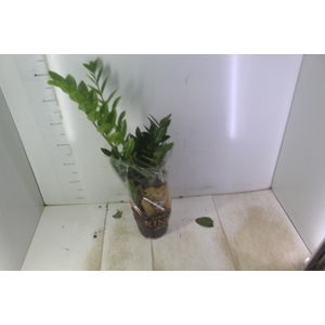ZAMIOCULCAS P17