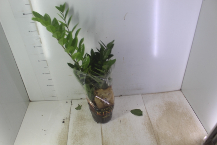<h4>ZAMIOCULCAS P17</h4>