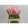 Zantedeschia Eydolls Pink