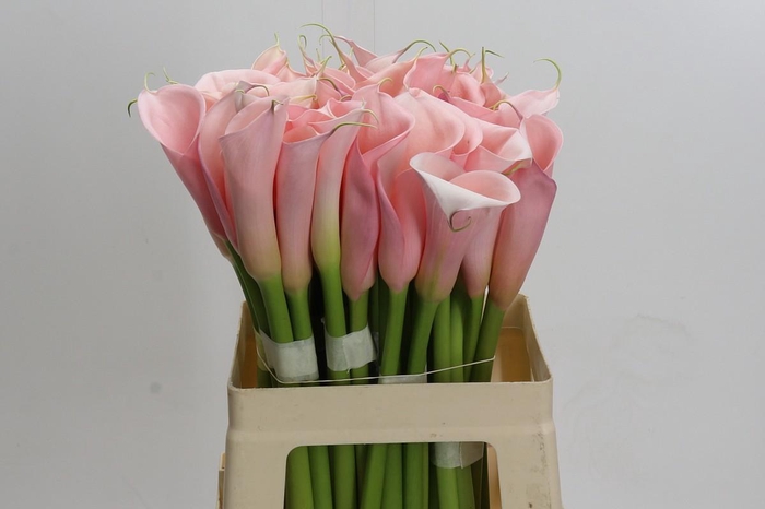 <h4>Zantedeschia Eydolls Pink</h4>