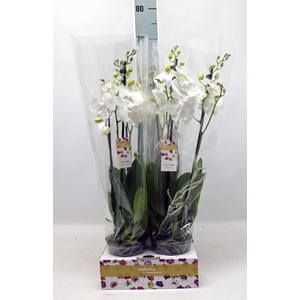 Phalaenopsis   ...