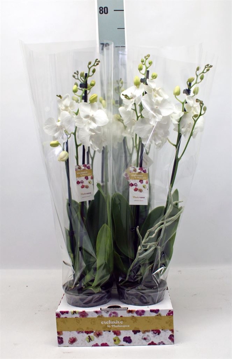<h4>Phalaenopsis   ...</h4>