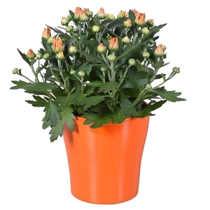 Chrysanthemum Indicum Grp overig