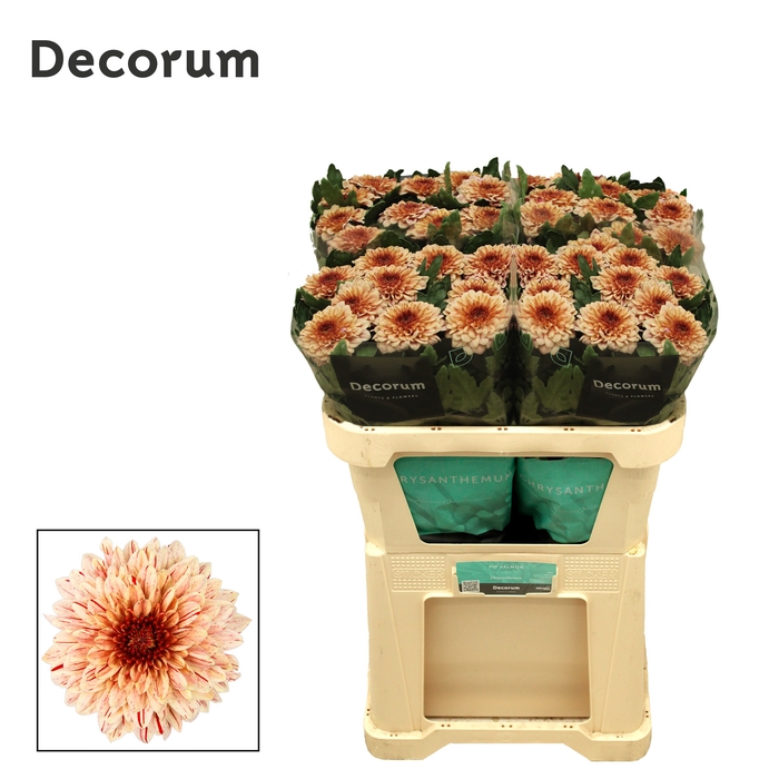 <h4>Chrysanten Chr G Pip Salmon</h4>