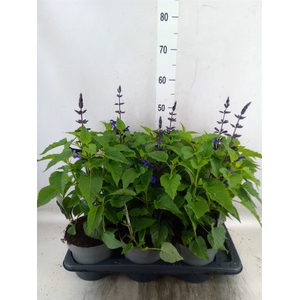 Salvia  'Salgoon Lake Blueberry'