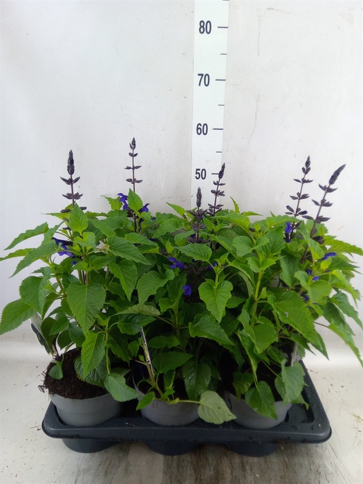 <h4>Salvia  'Salgoon Lake Blueberry'</h4>