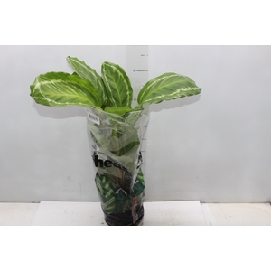 CALATHEA PEACOCK GREEN P17
