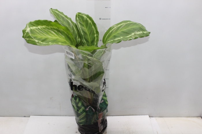 <h4>CALATHEA PEACOCK GREEN P17</h4>