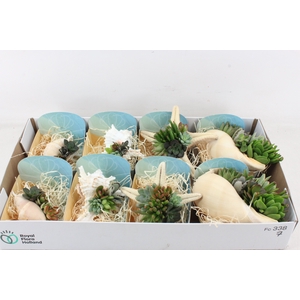arr3 AD - Mix shells XL x8