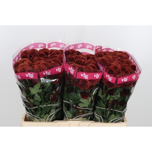 Chr San Aaa Doria Ch