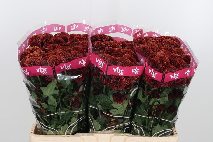 <h4>Chr San Aaa Doria Ch</h4>