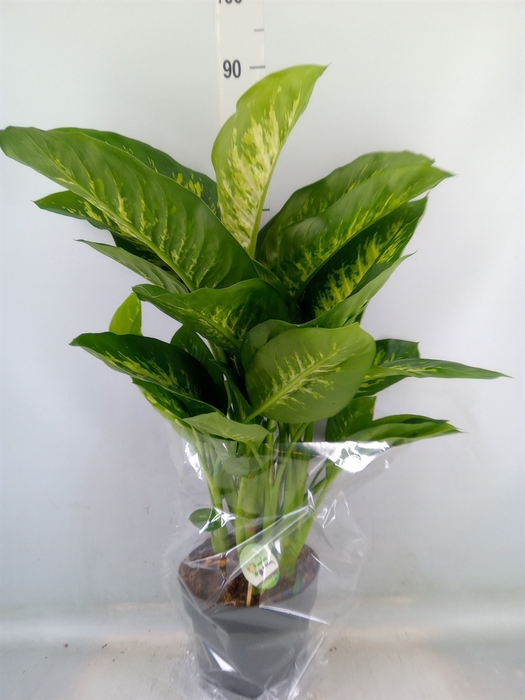 <h4>Dieffenbachia seg. 'Reeva'</h4>