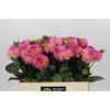 Dahlia Esli