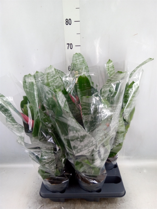 <h4>Aechmea fasciata 'Primera'</h4>