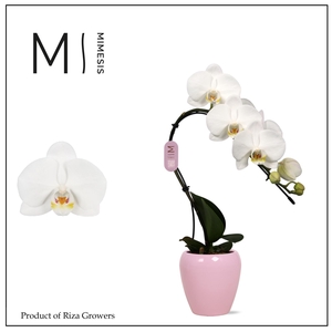 Phalaenopsis Swan White 1 spike - 7cm in Martine Pink | Mimesis